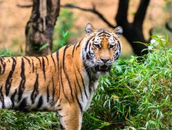 20211002175538 Pench National Park